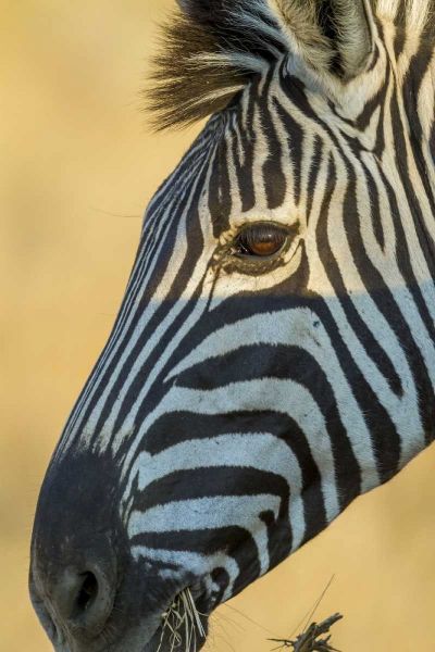 Africa, South Africa Profile of zebra